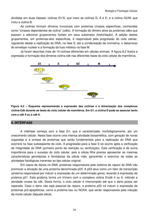 Biologia e Fisiologia Celular
74
divididas em duas classes: ciclinas G1/S, que inclui as ciclinas D, A e E; e a ciclina G2/M, que
inclui a ciclina B.
As ciclinas formam dímeros funcionais com proteínas cinases específicas, conhecidas
como “cinases dependentes de ciclina” (cdks). A formação do dímero ativa as proteínas cdks que
passam a adicionar grupamentos fosfato em seus substratos (fosforilação). A adição destes
grupamentos, em proteínas-alvo específicas, é responsável pela progressão do ciclo celular,
regulando desde a replicação do DNA, na fase S, até a condensação da cromatina, o desarranjo
do envelope nuclear e a formação do fuso mitótico na fase M.
Já foram descritas mais de 10 ciclinas diferentes em células animais. A figura 8.2 ilustra a
expressão e formação dos dímeros ciclina-cdk nas diferentes fases do ciclo celular de mamíferos.
Figura 8.2 – Esquema representando a expressão das ciclinas e a dimerização dos complexos
ciclina-Cdk durante as fases do ciclo celular de mamíferos. Em G1, a ciclina D pode se associar tanto
com a cdk 4 ou a cdk 6.
4. INTÉRFASE
A intérfase começa com a fase G1, que é caracterizada, morfologicamente, por um
crescimento celular. Nesta fase ocorre uma intensa atividade biossintética, com geração de novas
organelas e a síntese de proteínas que serão fundamentais para a replicação do DNA que
ocorrerá na fase subseqüente do ciclo. A progressão para a fase S só ocorre após a verificação
da integridade do DNA (primeiro ponto de restrição ou verificação). Esta verificação é de suma
importância para o sucesso do ciclo celular, pois a célula filha precisa apresentar as mesmas
características genotípicas e fenotípicas da célula mãe, garantindo o exercício de todas as
atividades fisiológicas inerentes ao tipo celular original.
Em casos de danos no DNA, proteínas responsáveis pelo sistema de reparo do DNA irão
promover a ativação de uma proteína denominada p53. A p53 atua como um fator de transcrição
(proteína responsável por induzir a expressão de um determinado gene), levando à expressão da
proteína p21. Esta proteína forma um trímero com o complexo ciclina D/cdk 4 ou 6, inibindo a
atividade cinase da cdk. Desta forma, o ciclo celular é interrompido até que o dano possa ser
reparado. Caso o dano não seja passível de reparo, a proteína p53 irá induzir a expressão de
proteínas pró-apoptóticas, como a proteína bax ou NOXA, que serão responsáveis pela indução
da morte celular daquela célula.
 