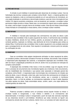 Biologia e Fisiologia Celular
76
5.2 PRÓ-METÁFASE
A entrada na pró-metáfase é caracterizada pelo desarranjo do envelope nuclear, fruto da
fosforilação das laminas nucleares pelo complexo ciclina B/cdk1. Assim, o material genético tem
acesso ao citoplasma, onde os cromossomos poderão se unir aos polímeros do microtúbulo, em
uma região localizada no centrômero e denominada cinetócoro, para dar início à formação do fuso
mitótico. Em alguns eucariotos unicelulares, como as leveduras, por exemplo, o envelope nuclear
permanece integro durante a mitose. Neste caso, os cromossomos migram para os pólos opostos
do núcleo, onde se ligam à porção interna do envelope nuclear. Este tipo de mitose é denominado
mitose fechada em contraposição à mitose aberta, onde o envelope nuclear é desfeito.
5.3 METÁFASE
A metáfase é marcada pela localização dos centrossomos nos pólos da célula e pelo
alinhamento das cromátides irmãs no plano equatorial da mesma. O alinhamento das cromátides
na placa metafásica, através do fuso mitótico, garante, ao processo de divisão celular, que o
conteúdo genético, duplicado na intérfase, seja distribuído de forma homogênea para ambas as
células filhas. O alinhamento das cromátides irmãs no plano equatorial é uma condição essencial
para o prosseguimento do ciclo celular. Este requisito é considerado o terceiro ponto de restrição
(ou verificação) do ciclo.
5.4 ANÁFASE
Caso as cromátides irmãs estejam devidamente alinhadas no plano equatorial da célula,
um complexo protéico, denominado Complexo Promotor da Anáfase, será ativado. Este complexo
é responsável pela degradação das coesinas, e conseqüente separação das cromátides irmãs,
além de induzir a degradação proteolítica da ciclina B, dando início ao processo de inativação do
complexo ciclina B/cdk1.
A separação das cromátides irmãs marca o início da anáfase. Logo em seguida, tem-se
início o processo de encurtamento dos microtúbulos ligados aos cinetócoros. Este encurtamento,
alvo da instabilidade dos microtúbulos e que parece estar associado à inativação parcial dos
complexos ciclina B/cdk1, é responsável pela movimentação dos cromossomos em direção aos
pólos da célula, o que é reforçado, ainda mais, pelo movimento dos centrossomos em direção às
extremidades celulares por meio dos microtúbulos astrais, que o conectam à membrana
plasmática. Assim, no final da anáfase, os cromossomos duplicados na fase S estão dispostos
nos pólos opostos da célula. Cada extremidade celular, contém, assim, uma cópia idêntica do
material genético da célula mãe.
5.5 TELÓFASE
Podemos conceber a telófase como um processo reverso àquele iniciado na mitose: o
envelope nuclear é reorganizado, o fuso mitótico é desfeito e os cromossomos são
descondensados. O envelope nuclear é reorganizado a partir da fusão das vesículas originadas
do seu desarranjo durante a pró-metáfase. Acredita-se que estas vesículas se liguem aos
cromossomos através das laminas nucleares, dando início a um processo de fusão vesicular que
 