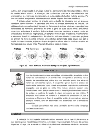 Biologia e Fisiologia Celular
77
culmina com a regeneração do envelope nuclear e o confinamento do material genético no interior
do núcleo recém formado. A inativação das condensinas promove a descondensação dos
cromossomos e o retorno da cromatina como a configuração estrutural do material genético. Por
fim, o nucléolo é reorganizado, restabelecendo as feições originais do núcleo interfásico.
A divisão celular termina, no entanto, com a divisão do citoplasma em um processo
conhecido como citocinese. A citocinese tem início na anáfase, terminando na telófase. Em
células animais, um anel contráctil formado por filamentos de actina e miosina é responsável pela
compressão da membrana plasmática de forma a gerar as duas células filhas. Em plantas
superiores, a citocinese é resultado da formação de uma nova membrana e parede celular por
uma estrutura denominada fragmoplasto, um complexo formado pelo microtúbulo, microfilamentos
e elementos do retículo endoplasmático. Inicialmente, vesículas oriundas do complexo golgiense
se alinham no meio da célula formando uma estrutura denominada placa celular, que com o
auxílio do fragmoplasto se projeta em direção à superfície celular, levando à divisão da célula e à
formação das duas células filhas. A figura 8.3 ilustra as fases da mitose.
Figura 8.3 – Fases da Mitose. Modificado de http://en.wikipedia.org/wiki/Mitosis.
:: SAIBA MAIS... ::
6. MEIOSE
A meiose é um tipo especial de divisão celular, essencial para a reprodução sexuada, e
que ocorre apenas nas células germinativas. A meiose é responsável pela formação de gametas
haplóides, ou seja, com a metade do conteúdo cromossomial das células somáticas. Ao final da
Uma das formas mais comuns de anormalidade cromossomial é a aneuploidia, onde o
número de cromossomos de um indivíduo não corresponde ao encontrado na sua
espécie. Na aneuploidia pode ocorrer tanto uma subtração quando uma adição no
número de cromossomos originais. A aneuploidia é gerada durante o processo de
divisão celular meiótico do zigoto, quando as cromátides irmãs não são corretamente
segregadas para os pólos da célula. Dois motivos principais parecem estar
correlacionados com a geração da aneuploidia: a preservação do centrômero no início
da anáfase ou ausência de ligação de algum cromossomo ao fuso mitótico. A
aneuploidia mais comum em humanos é a trissomia do cromossomo 21, que é
encontrada na Síndrome de Down. A aneuploidia também é encontrada em algumas
patologias humanas, como em determinados tipos de cânceres, onde os tumores são
aneuplóides.
Se você quer conhecer mais sobre a Síndrome de Down visite o endereço
http://www.fsdown.org.br
 