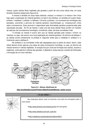 Biologia e Fisiologia Celular
78
meiose, quatro células filhas haplóides são geradas a partir de uma única célula mãe, em duas
divisões celulares seqüenciais (figura 8.4).
A meiose é dividida em duas fases distintas: meiose I e meiose II. A meiose I tem início
logo após a duplicação do material genético na fase S da intérfase, e é dividida em quatro fases:
prófase I, metáfase I, anáfase I e telófase I. Durante a prófase I, os cromossomos homólogos são
pareados, ocorrendo a permuta de material genético (recombinação ou ‘crossing-over’) entre
estes cromossomos. Essa permuta é responsável pela diversidade genética proporcionada pela
reprodução sexuada. Ao fim da meiose I, cada uma das duas células filhas contém um membro
de cada par de cromossomos homólogos, consistindo, estes, de duas cromátides irmãs.
A entrada na meiose II ocorre sem que as células geradas pela meiose I entrem na
intérfase, ou seja, não ocorre uma nova duplicação do material genético. Ao término da telófase I,
as células entram diretamente na prófase II, seguindo então para a metáfase II, anáfase II, e,
finalmente, para a telófase II.
Na anáfase II, as cromátides irmãs são segregadas para os pólos da célula. Assim, cada
célula deverá conter apenas uma cópia de cada cromossomo homólogo, ou seja, ao término da
meiose teremos 4 células haplóides. A exceção fica por conta da formação dos oócitos, durante a
oogênese, onde apenas 3 células são geradas. A diploidia é restaurada por ocasião da fertilização
e formação de um novo indivíduo.
Figura 8.4 – Meiose. Modificado de
http://pt.wikipedia.org/wiki/Ficheiro:MajorEventsInMeiosis_variant_pt.svg
:: TA NA WEB!!! ::
Nos endereços abaixo você irá encontrar uma série de animações sobre o
ciclo celular:
http://www.johnkyrk.com/mitosis.pt.html (em português)
http://www.cellsalive.com/cell_cycle.htm
http://nobelprize.org/educational/medicine/2001/
 