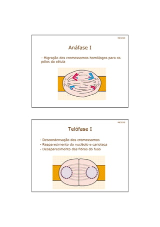 Anáfase I
- Migração dos cromossomos homólogos para os
pólos da célula
MEIOSE
Telófase I
- Descondensação dos cromossomos
- Reaparecimento do nucléolo e carioteca
- Desaparecimento das fibras do fuso
MEIOSE
 