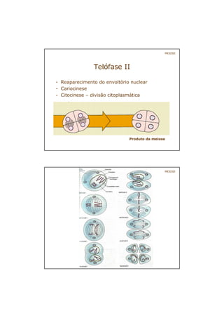 Telófase II
- Reaparecimento do envoltório nuclear
- Cariocinese
- Citocinese – divisão citoplasmática
MEIOSE
Produto da meiose
MEIOSE
 