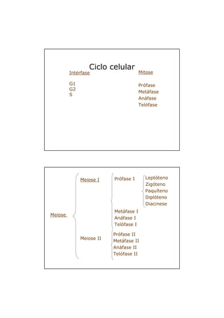 Ciclo celular
Mitose
Prófase
Metáfase
Anáfase
Telófase
Intérfase
G1
G2
S
Leptóteno
Zigóteno
Paquíteno
Diplóteno
Diacinese
Meiose I
Meiose II
Prófase I
Metáfase I
Anáfase I
Telófase I
Prófase II
Metáfase II
Anáfase II
Telófase II
Meiose
 