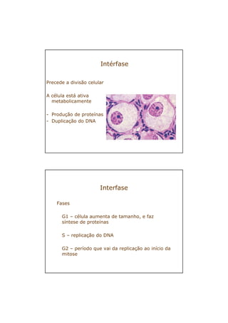 Intérfase
Precede a divisão celular
A célula está ativa
metabolicamente
- Produção de proteínas
- Duplicação do DNA
Fases
G1 – célula aumenta de tamanho, e faz
síntese de proteínas
S – replicação do DNA
G2 – período que vai da replicação ao início da
mitose
Interfase
 