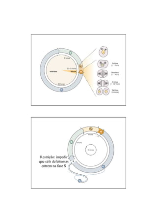 Restrição: impedir
que céls defeituosas
entrem na fase S
 