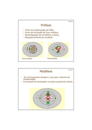 Prófase
- Início da condensação do DNA,
- Início da formação do fuso mitótico,
- Desintegração do envoltório nuclear,
- Desaparecimento do nucléolo.
Início da Prófase Final da Prófase
MITOSE
Metáfase
- Os cromossomos atingem o seu grau máximo de
condensação,
- Cromossomos localizados na placa equatorial celular.
MITOSE
 