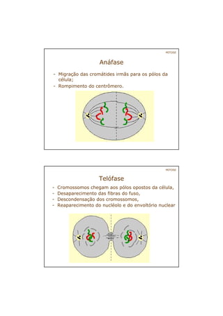 Anáfase
- Migração das cromátides irmãs para os pólos da
célula;
- Rompimento do centrômero.
MITOSE
Telófase
- Cromossomos chegam aos pólos opostos da célula,
- Desaparecimento das fibras do fuso,
- Descondensação dos cromossomos,
- Reaparecimento do nucléolo e do envoltório nuclear
MITOSE
 