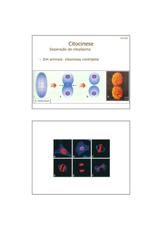 Citocinese
Separação do citoplasma
- Em animais: citocinese centrípeta
MITOSE
 