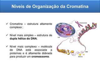  Cromatina – estrutura altamente
complexa ;
 Nível mais simples – estrutura de
dupla hélice do DNA;
 Nível mais complexo – molécula
de DNA está associada a
proteínas e é altamente dobrada
para produzir um cromossomo.
Níveis de Organização da Cromatina
 