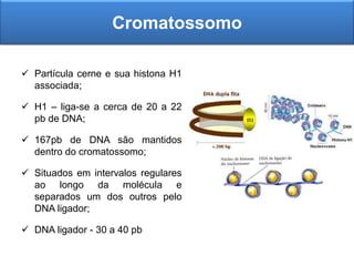  Partícula cerne e sua histona H1
associada;
 H1 – liga-se a cerca de 20 a 22
pb de DNA;
 167pb de DNA são mantidos
dentro do cromatossomo;
 Situados em intervalos regulares
ao longo da molécula e
separados um dos outros pelo
DNA ligador;
 DNA ligador - 30 a 40 pb
Cromatossomo
 