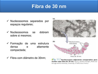  Nucleossomos separados por
espaços regulares;
 Nucleossomos se dobram
sobre si mesmos;
 Formação de uma estrutura
densa e altamente
compactada;
 Fibra com diâmetro de 30nm;
Fibra de 30 nm
 