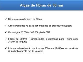  Série de alças de fibras de 30 nm;
 Alças ancoradas na base por proteínas de arcabouço nuclear;
 Cada alça - 20.000 a 100.000 pb de DNA
 Fibras de 300nm - compactadas e dobradas para - fibra com
250nm de largura;
 Intensa helicoidização da fibra de 250nm – Metáfase – cromátide
individual com 700 nm de largura;
Alças de fibras de 30 nm
 