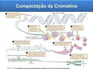 Compactação da Cromatina
 