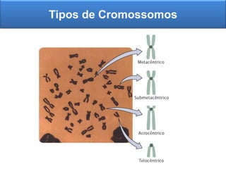Tipos de Cromossomos
 