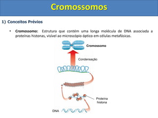 1) Conceitos Prévios
• Cromossomo: Estrutura que contém uma longa molécula de DNA associada a
proteínas histonas, visível ao microscópio óptico em células metafásicas.
Proteína
histona
Condensação
Cromossomo
DNA
Cromossomos
 