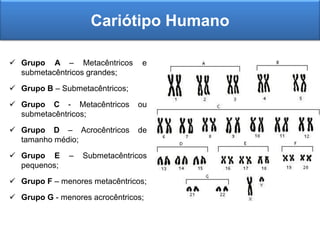  Grupo A – Metacêntricos e
submetacêntricos grandes;
 Grupo B – Submetacêntricos;
 Grupo C - Metacêntricos ou
submetacêntricos;
 Grupo D – Acrocêntricos de
tamanho médio;
 Grupo E – Submetacêntricos
pequenos;
 Grupo F – menores metacêntricos;
 Grupo G - menores acrocêntricos;
Cariótipo Humano
 