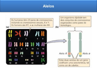 Alelos
 