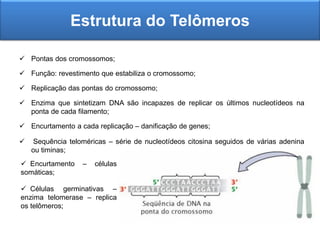  Pontas dos cromossomos;
 Função: revestimento que estabiliza o cromossomo;
 Replicação das pontas do cromossomo;
 Enzima que sintetizam DNA são incapazes de replicar os últimos nucleotídeos na
ponta de cada filamento;
 Encurtamento a cada replicação – danificação de genes;
 Sequência teloméricas – série de nucleotídeos citosina seguidos de várias adenina
ou timinas;
Estrutura do Telômeros
 Encurtamento – células
somáticas;
 Células germinativas –
enzima telomerase – replica
os telômeros;
 