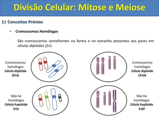 1) Conceitos Prévios
• Cromossomos Homólogos
São cromossomos semelhantes na forma e no tamanho presentes aos pares em
células diplóides (2n)
Cromossomos
homólogos
Célula diplóide
(2n)s
Cromossomos
homólogos
Célula diplóide
(2n)d
Não há
homólogos
Célula haplóide
(n)d
Não há
homólogos
Célula haplóide
(n)s
Divisão Celular: Mitose e Meiose
 