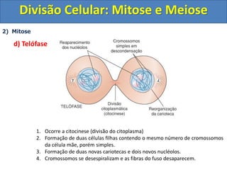 2) Mitose
d) Telófase
1. Ocorre a citocinese (divisão do citoplasma)
2. Formação de duas células filhas contendo o mesmo número de cromossomos
da célula mãe, porém simples.
3. Formação de duas novas cariotecas e dois novos nucléolos.
4. Cromossomos se desespiralizam e as fibras do fuso desaparecem.
Divisão Celular: Mitose e Meiose
 