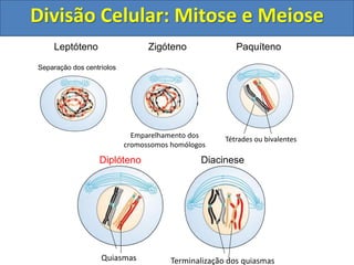 Leptóteno
Separação dos centríolos
Zigóteno
Emparelhamento dos
cromossomos homólogos
Tétrades ou bivalentes
Paquíteno
Quiasmas
Diplóteno
Terminalização dos quiasmas
Diacinese
Divisão Celular: Mitose e Meiose
 