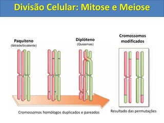 Cromossomos homólogos duplicados e pareados Resultado das permutações
Paquíteno
(tétrade/bivalente)
Diplóteno
(Quiasmas)
Cromossomos
modificados
Divisão Celular: Mitose e Meiose
 