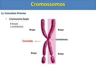 1) Conceitos Prévios
• Cromossomo Duplo
Centrômero
Braço
Braço
Cromátide
Braço
Braço
4 braços
1 centrômero
Cromossomos
 