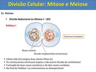 3) Meiose
 Divisão Reducional ou Meiose I – (R!)
Telófase I
 Célula mãe (2n) origina duas células filhas (n)
 Os cromossomos continuam duplos e não ocorre divisão do centrômero!
 Formação de duas novas cariotecas e de dois novos nucléolos.
 No final da Telófase I os cromossomos se desespiralizam
Divisão citoplasmática (citocinese)
Novos núcleos
Citocinese Centrípeta
Divisão Celular: Mitose e Meiose
 