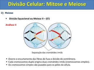 3) Meiose
 Divisão Equacional ou Meiose II – (E!)
Anáfase II
 Ocorre o encurtamento das fibras do fuso e divisão do centrômero.
 Cada cromossomos duplo origina duas cromátides irmãs (cromossomos simples).
 Os cromossomos simples são puxados para os pólos da célula.
Separação das cromátides irmãs
Divisão Celular: Mitose e Meiose
 