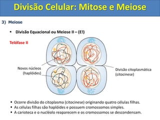 3) Meiose
 Divisão Equacional ou Meiose II – (E!)
Telófase II
 Ocorre divisão do citoplasma (citocinese) originando quatro células filhas.
 As células filhas são haplóides e possuem cromossomos simples.
 A carioteca e o nucléolo reaparecem e os cromossomos se descondensam.
Novos núcleos
(haplóides)
Divisão citoplasmática
(citocinese)
Divisão Celular: Mitose e Meiose
 