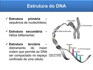 Estrutura do DNA
 Estrutura primária –
sequência de nucleotídeos;
 Estrutura secundária –
hélice bifilamentar;
 Estrutura terciária –
dobramento de maior
ordem que permite ao DNA
ser compactado no espaço
confinado de uma célula;
 