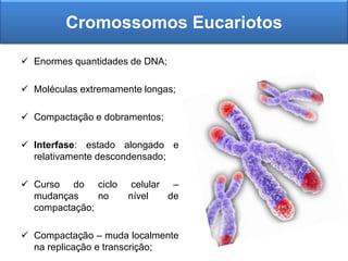 Cromossomos Eucariotos
 Enormes quantidades de DNA;
 Moléculas extremamente longas;
 Compactação e dobramentos;
 Interfase: estado alongado e
relativamente descondensado;
 Curso do ciclo celular –
mudanças no nível de
compactação;
 Compactação – muda localmente
na replicação e transcrição;
 