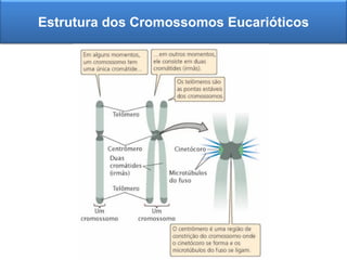 Estrutura dos Cromossomos Eucarióticos
 