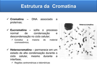 Estrutura da Cromatina
 Cromatina – DNA associado a
proteínas;
 Eucromatina – sofre o processo
normal de condensação e
descondensação no ciclo celular;
 Constitui a maioria do material
cromossômico;
 Heterocromatina – permanece em um
estado de alta condensação durante o
ciclo celular, mesmo durante a
interfase;
 Regiões centroméricas e teloméricas
 