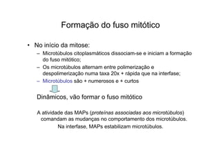 Formação do fuso mitótico
• No início da mitose:
– Microtúbulos citoplasmáticos dissociam-se e iniciam a formação
do fuso mitótico;
– Os microtúbulos alternam entre polimerização e
despolimerização numa taxa 20x + rápida que na interfase;
– Microtúbulos são + numerosos e + curtos
Dinâmicos, vão formar o fuso mitótico
A atividade das MAPs (proteínas associadas aos microtúbulos)
comandam as mudanças no comportamento dos microtúbulos.
Na interfase, MAPs estabilizam microtúbulos.
 