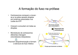 A formação do fuso na prófase
• Centrossomos começam a mover-
se p/ os pólos opostos dirigidos
por proteínas associadas e as
custas de ATP
• Crescem e encurtam em todas as
direções
• Microtúbulos de centossomos
diferentes interagem
(microtúbulos interpolares)
Previnem despolimerização e formam
a estrutura do fuso mitótico
Forças que tracionam os ásteres
Forças que empurram na
zona de sobreposição
Separação dos
centrossomos
Movimento orientado
para a extremidade (-)
 