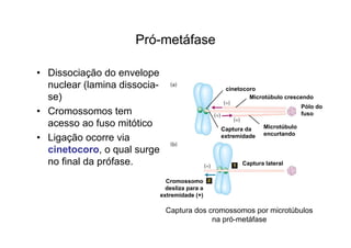 Pró-metáfase
• Dissociação do envelope
nuclear (lamina dissocia-
se)
• Cromossomos tem
acesso ao fuso mitótico
• Ligação ocorre via
cinetocoro, o qual surge
no final da prófase.
Pólo do
fuso
cinetocoro
Microtúbulo crescendo
Captura da
extremidade
Microtúbulo
encurtando
Captura lateral
Cromossomo
desliza para a
extremidade (+)
Pólo do
fuso
Captura dos cromossomos por microtúbulos
na pró-metáfase
 