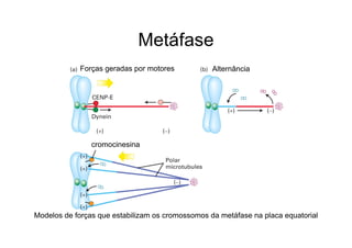 Metáfase
Forças geradas por motores
cromocinesina
Alternância
Modelos de forças que estabilizam os cromossomos da metáfase na placa equatorial
 