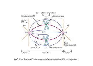 Os 3 tipos de microtúbulos que compõem o aparato mitótico - metáfase
 