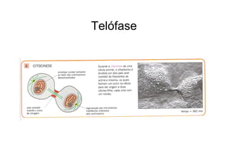 Telófase
 
