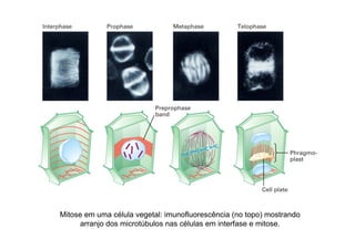 Mitose em uma célula vegetal: imunofluorescência (no topo) mostrando
arranjo dos microtúbulos nas células em interfase e mitose.
 