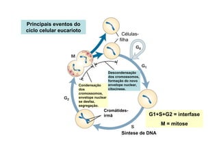 Síntese de DNA
Cromátides-
irmã
Condensação
dos
cromossomos,
envelope nuclear
se desfaz,
segregação.
Descondensação
dos cromossomos,
formação do novo
envelope nuclear,
citocinese.
Células-
filha
Principais eventos do
ciclo celular eucarioto
G1+S+G2 = interfase
M = mitose
 