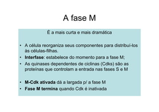 A fase M
É a mais curta e mais dramática
• A célula reorganiza seus componentes para distribuí-los
às células-filhas.
• Interfase: estabelece do momento para a fase M;
• As quinases dependentes de ciclinas (Cdks) são as
proteínas que controlam a entrada nas fases S e M
• M-Cdk ativada dá a largada p/ a fase M
• Fase M termina quando Cdk é inativada
 