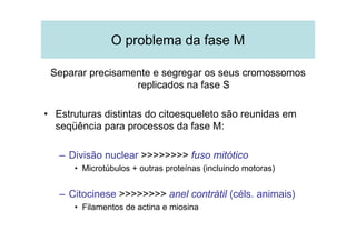 O problema da fase M
Separar precisamente e segregar os seus cromossomos
replicados na fase S
• Estruturas distintas do citoesqueleto são reunidas em
seqüência para processos da fase M:
– Divisão nuclear >>>>>>>> fuso mitótico
• Microtúbulos + outras proteínas (incluindo motoras)
– Citocinese >>>>>>>> anel contrátil (céls. animais)
• Filamentos de actina e miosina
 