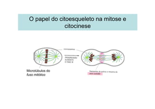 O papel do citoesqueleto na mitose e
citocinese
Microtúbulos do
fuso mitótico
 