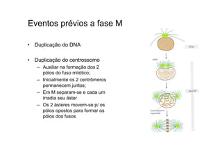 Eventos prévios a fase M
• Duplicação do DNA
• Duplicação do centrossomo
– Auxiliar na formação dos 2
pólos do fuso mitótico;
– Inicialmente os 2 centrômeros
permanecem juntos;
– Em M separam-se e cada um
irradia seu áster
– Os 2 ásteres movem-se p/ os
pólos opostos para formar os
pólos dos fusos
 