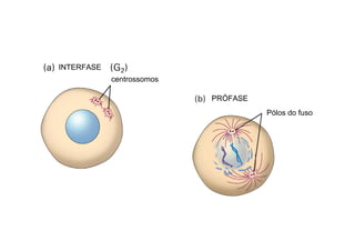 PRÓFASE
Pólos do fuso
centrossomos
INTERFASE
 