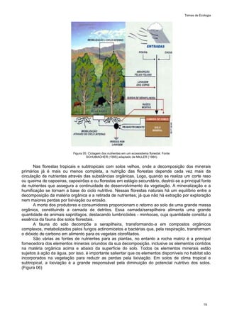 Temas de Ecologia
19
Figura 05. Ciclagem dos nutrientes em um ecossistema florestal. Fonte:
SCHUMACHER (1995) adaptado de MILLER (1984).
Nas florestas tropicais e subtropicais com solos velhos, onde a decomposição dos minerais
primários já é mais ou menos completa, a nutrição das florestas depende cada vez mais da
circulação de nutrientes através das substâncias orgânicas. Logo, quando se realiza um corte raso
ou queima de capoeiras, capoeirões e ou florestas em estágio secundário, destrói-se a principal fonte
de nutrientes que assegura a continuidade do desenvolvimento da vegetação. A mineralização e a
humificação se tornam a base do ciclo nutritivo. Nessas florestas naturais há um equilíbrio entre a
decomposição da matéria orgânica e a retirada de nutrientes, já que não há extração por exploração
nem maiores perdas por lixiviação ou erosão.
A morte dos produtores e consumidores proporcionam o retorno ao solo de uma grande massa
orgânica, constituindo a camada de detritos. Essa camada/serapilheira alimenta uma grande
quantidade de animais saprófagos, destacando lumbricóides - minhocas, cuja quantidade constitui a
essência da fauna dos solos florestais.
A fauna do solo decompõe a serapilheira, transformando-a em compostos orgânicos
complexos, metabolizados pelos fungos actinomicetos e bactérias que, pela respiração, transformam
o dióxido de carbono em alimento para os vegetais clorofilados.
São várias as fontes de nutrientes para as plantas, no entanto a rocha matriz é a principal
fornecedora dos elementos minerais oriundos da sua decomposição, inclusive os elementos contidos
na matéria orgânica acima e abaixo da superfície do solo. Todos os elementos minerais estão
sujeitos à ação da água, por isso, é importante salientar que os elementos disponíveis no habitat são
incorporados na vegetação para reduzir as perdas pela lixiviação. Em solos de clima tropical e
subtropical, a lixiviação é a grande responsável pela diminuição do potencial nutritivo dos solos.
(Figura 06)
 