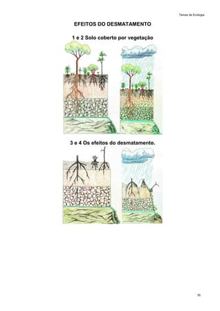 Temas de Ecologia
35
EFEITOS DO DESMATAMENTO
1 e 2 Solo coberto por vegetação
3 e 4 Os efeitos do desmatamento.
 