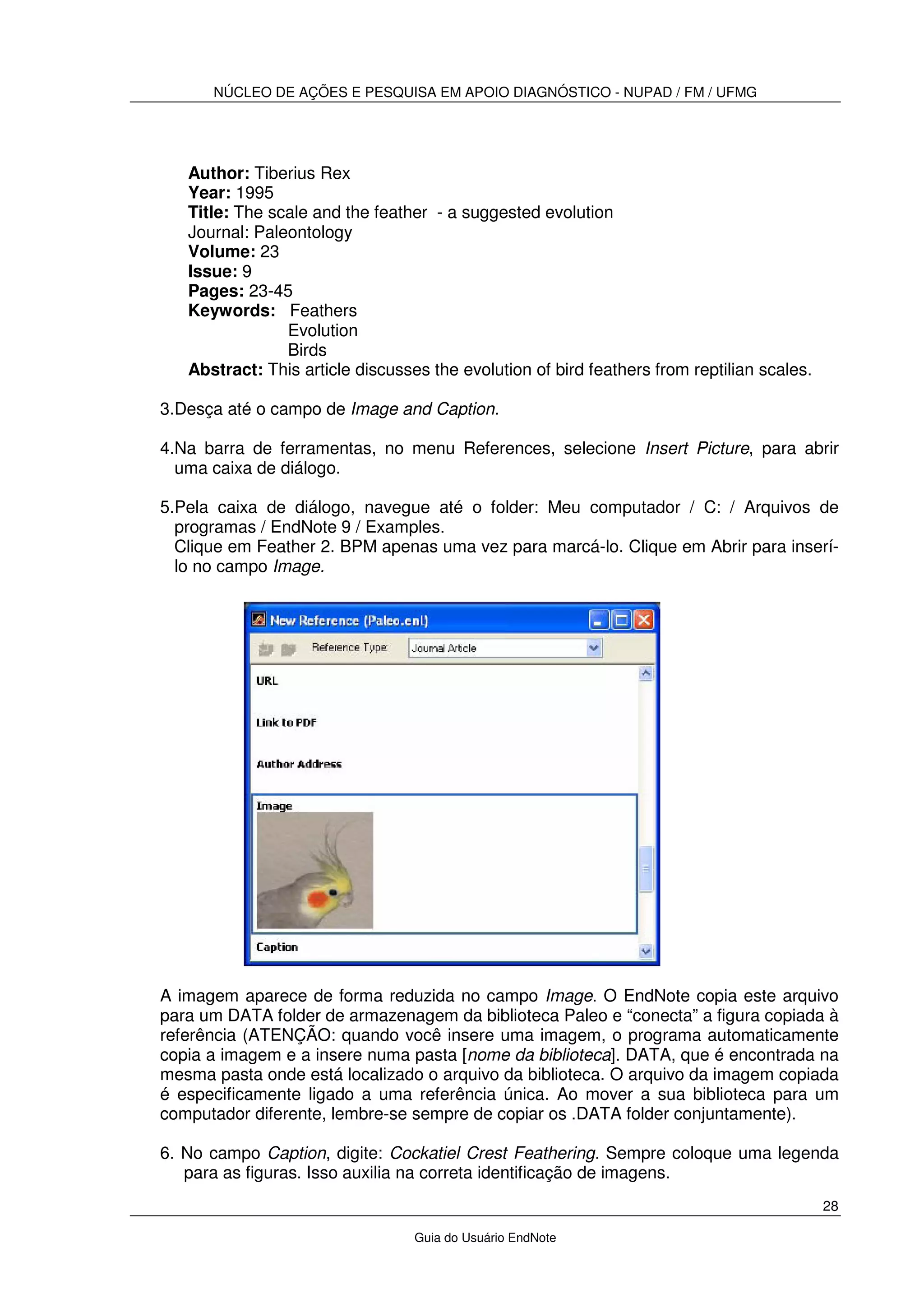 NÚCLEO DE AÇÕES E PESQUISA EM APOIO DIAGNÓSTICO - NUPAD / FM / UFMG
28
Guia do Usuário EndNote
Author: Tiberius Rex
Year: 1995
Title: The scale and the feather - a suggested evolution
Journal: Paleontology
Volume: 23
Issue: 9
Pages: 23-45
Keywords: Feathers
Evolution
Birds
Abstract: This article discusses the evolution of bird feathers from reptilian scales.
3.Desça até o campo de Image and Caption.
4.Na barra de ferramentas, no menu References, selecione Insert Picture, para abrir
uma caixa de diálogo.
5.Pela caixa de diálogo, navegue até o folder: Meu computador / C: / Arquivos de
programas / EndNote 9 / Examples.
Clique em Feather 2. BPM apenas uma vez para marcá-lo. Clique em Abrir para inserí-
lo no campo Image.
A imagem aparece de forma reduzida no campo Image. O EndNote copia este arquivo
para um DATA folder de armazenagem da biblioteca Paleo e “conecta” a figura copiada à
referência (ATENÇÃO: quando você insere uma imagem, o programa automaticamente
copia a imagem e a insere numa pasta [nome da biblioteca]. DATA, que é encontrada na
mesma pasta onde está localizado o arquivo da biblioteca. O arquivo da imagem copiada
é especificamente ligado a uma referência única. Ao mover a sua biblioteca para um
computador diferente, lembre-se sempre de copiar os .DATA folder conjuntamente).
6. No campo Caption, digite: Cockatiel Crest Feathering. Sempre coloque uma legenda
para as figuras. Isso auxilia na correta identificação de imagens.
 